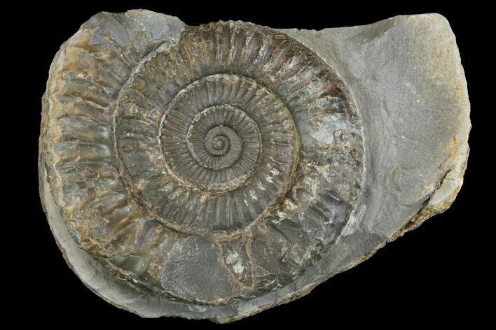 Ammonite (Dactylioceras) Fossil - England #149788